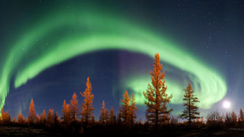 Aurora Borealis with Trees and Moon