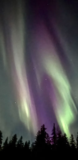 Aurora Borealis Over Trees