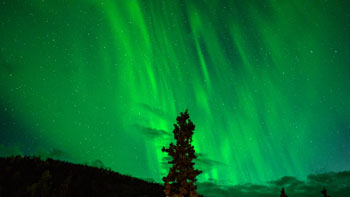 Green Northern Lights with Lonely Tree